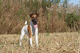 FOX TERRIER POIL LISSE 029